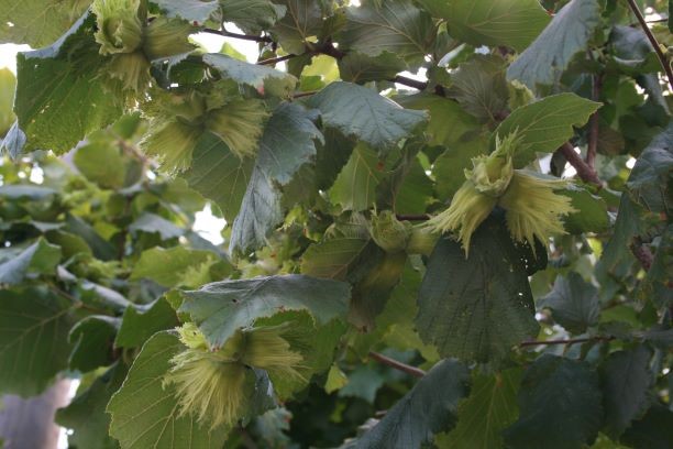 Lešniki že padajo na tla