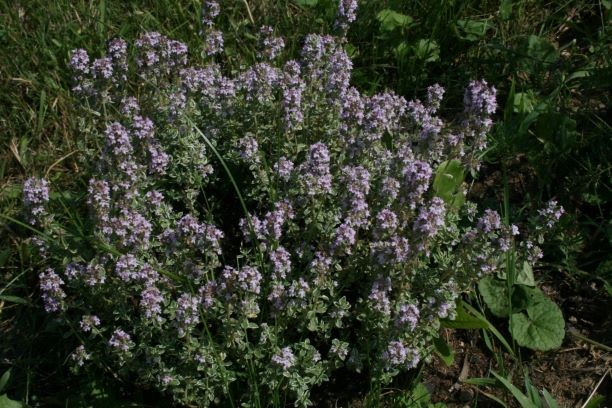 Materina dušica na krožniku