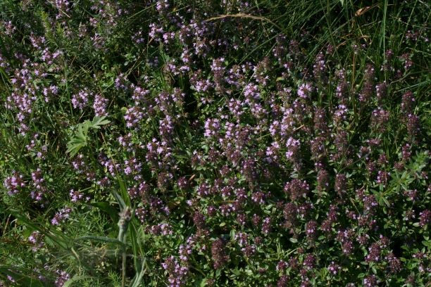 Materina dušica, naravno razkužilo
