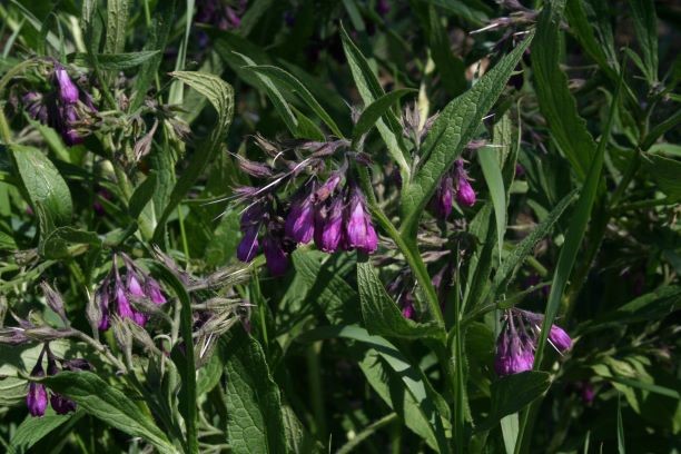 Narava v kuhinji: Navadni gabez