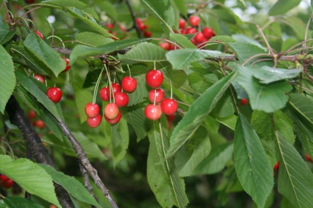 Češnje za hujšanje, odpravo ledvičnih kamnov in še kaj