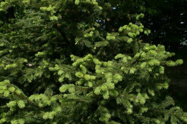 Smrekakot lepotilo in hrana