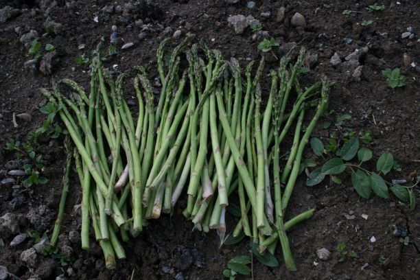 Narava v kuhinji: Beluš ali špargelj