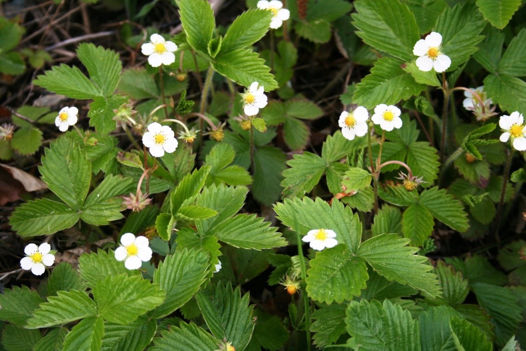 Narava v kuhinji: Gozdni jagodnjak