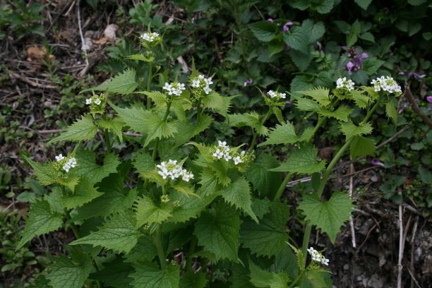 Narava v kuhinji: Česnovka