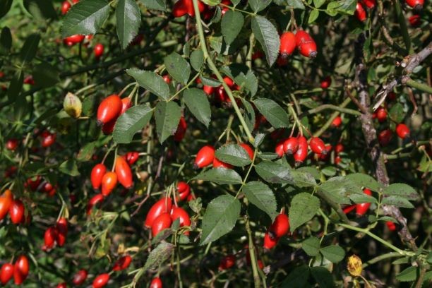 Šipek pri kašlju in angini