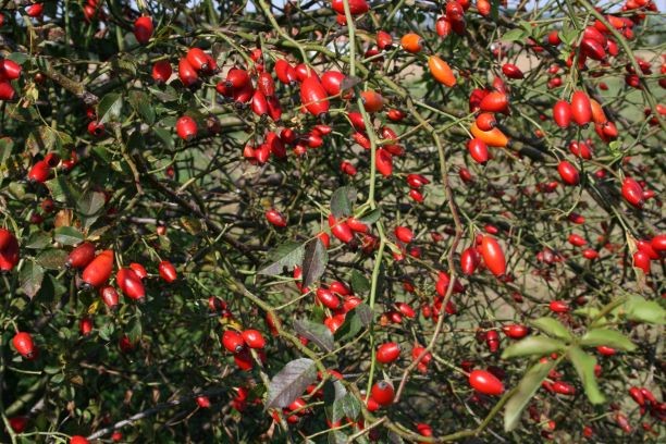 Šipek pri prehladu in utrujenosti